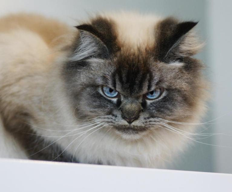 meet-merlin-the-ragdoll-cat-who-looks-always-pissed-off-22