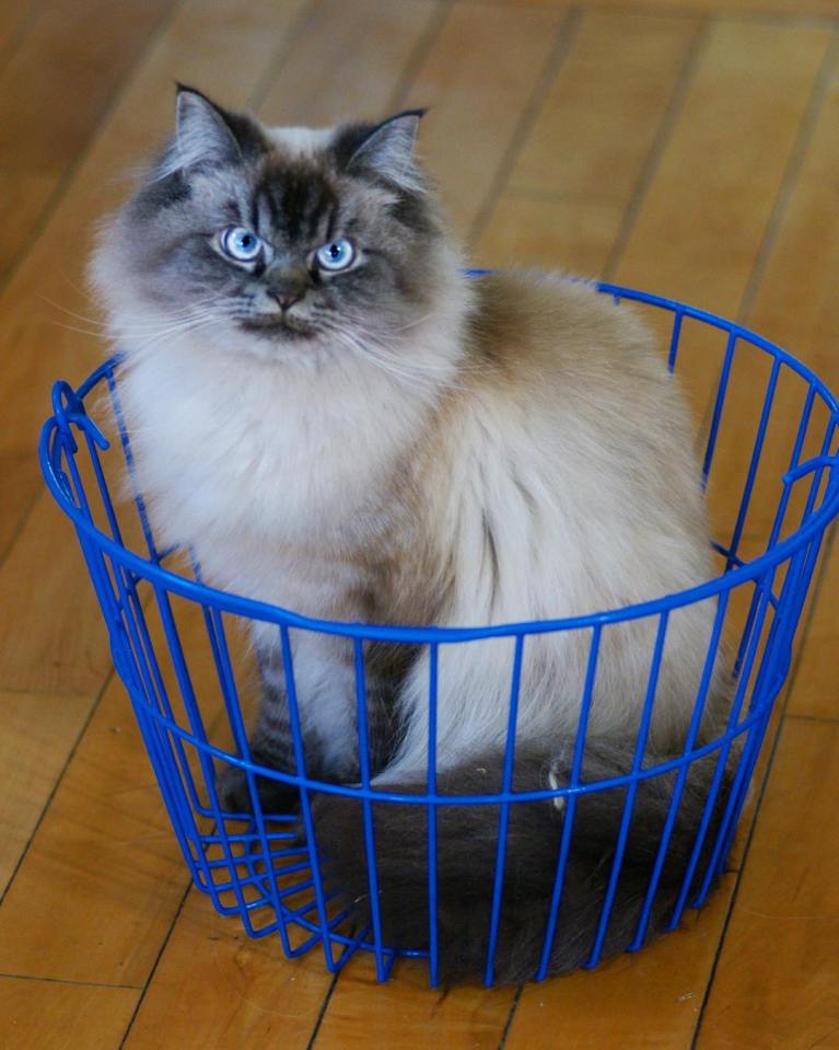 meet-merlin-the-ragdoll-cat-who-looks-always-pissed-off-24