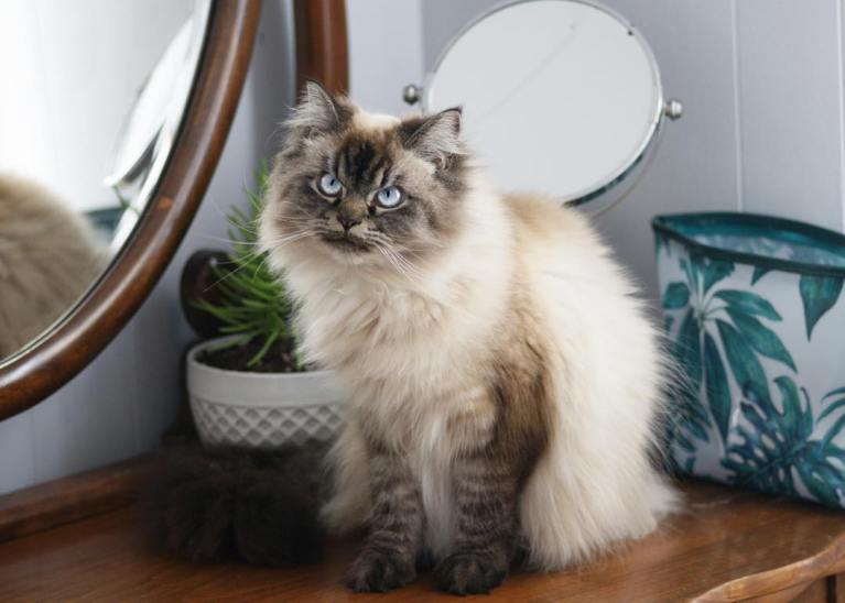 meet-merlin-the-ragdoll-cat-who-looks-always-pissed-off-25