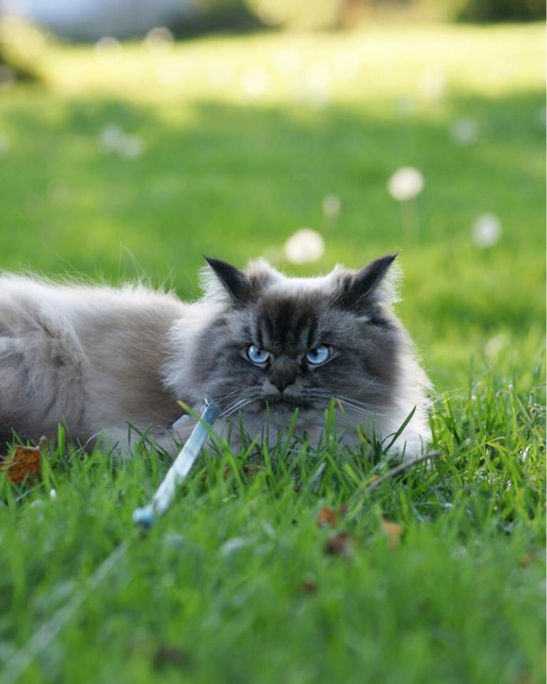 meet-merlin-the-ragdoll-cat-who-looks-always-pissed-off-29