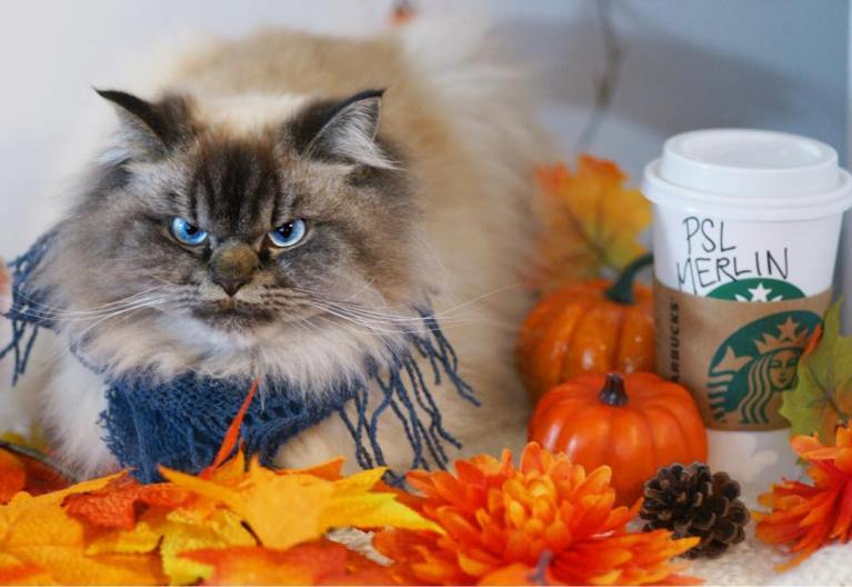 meet-merlin-the-ragdoll-cat-who-looks-always-pissed-off-30