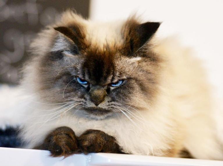 meet-merlin-the-ragdoll-cat-who-looks-always-pissed-off-32