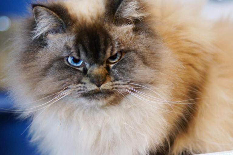 meet-merlin-the-ragdoll-cat-who-looks-always-pissed-off-33