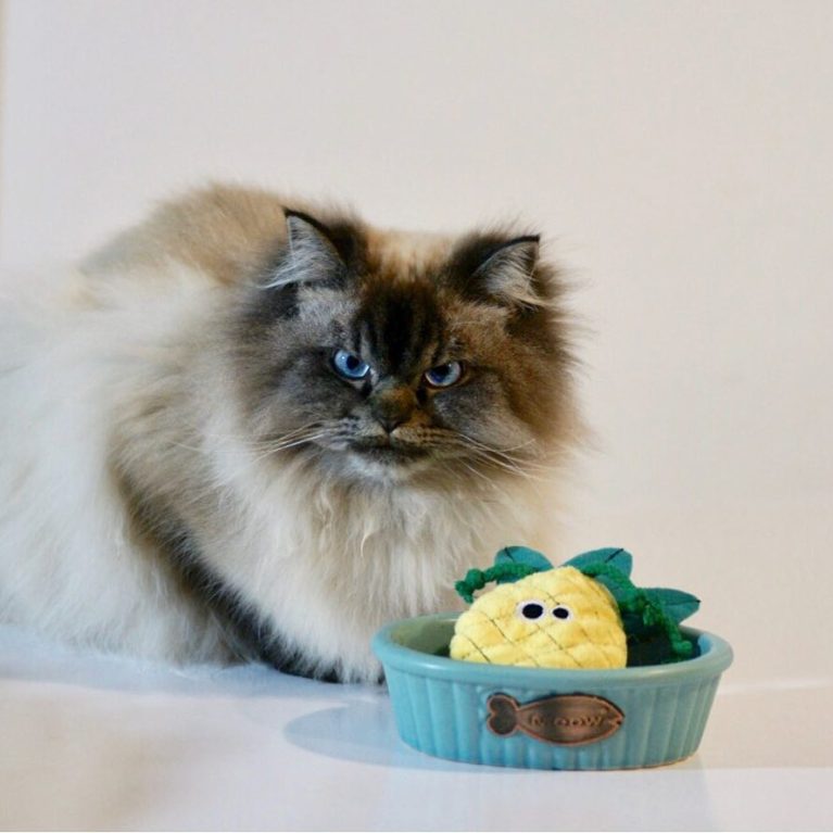 meet-merlin-the-ragdoll-cat-who-looks-always-pissed-off-34