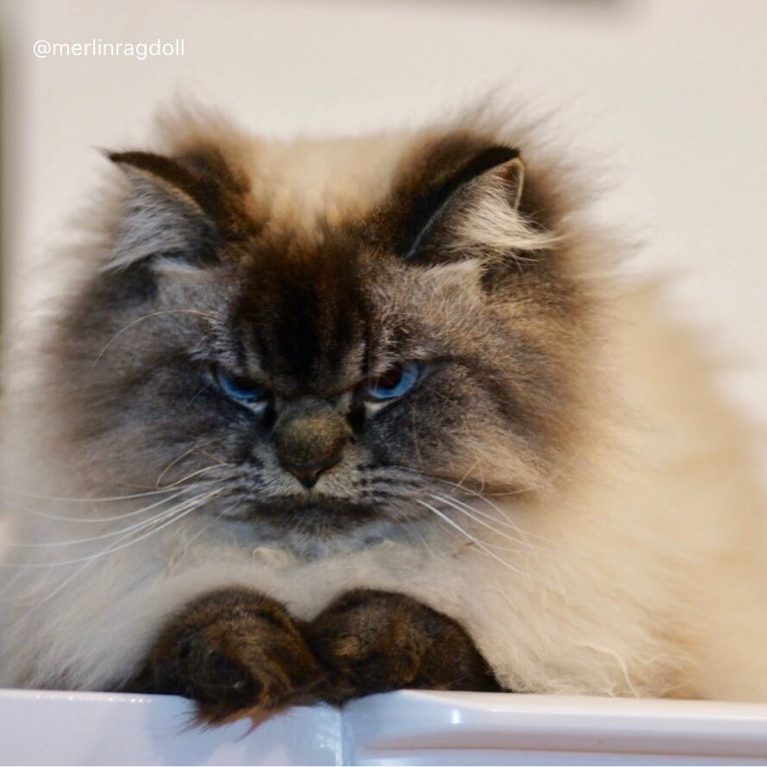 meet-merlin-the-ragdoll-cat-who-looks-always-pissed-off-36