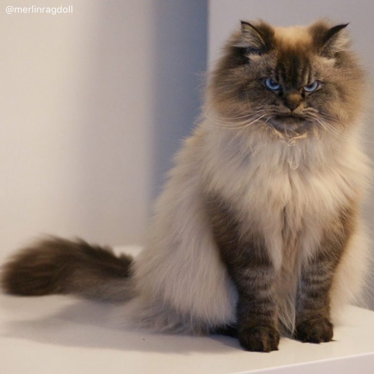 meet-merlin-the-ragdoll-cat-who-looks-always-pissed-off-37