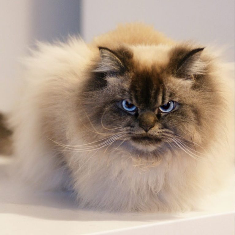 meet-merlin-the-ragdoll-cat-who-looks-always-pissed-off-38