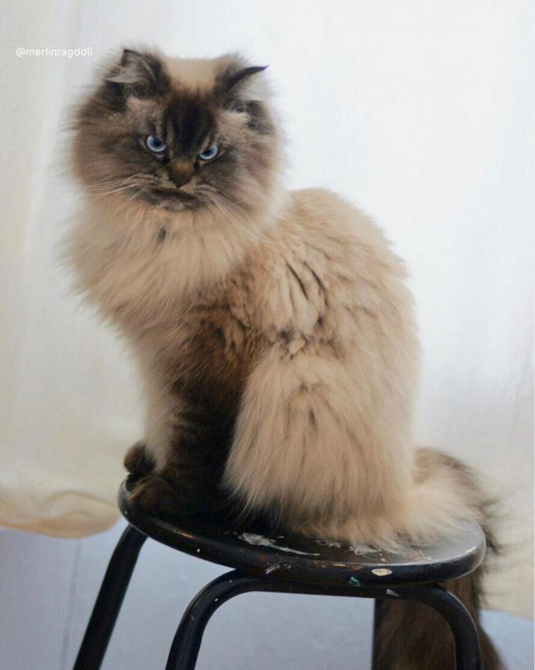 meet-merlin-the-ragdoll-cat-who-looks-always-pissed-off-41