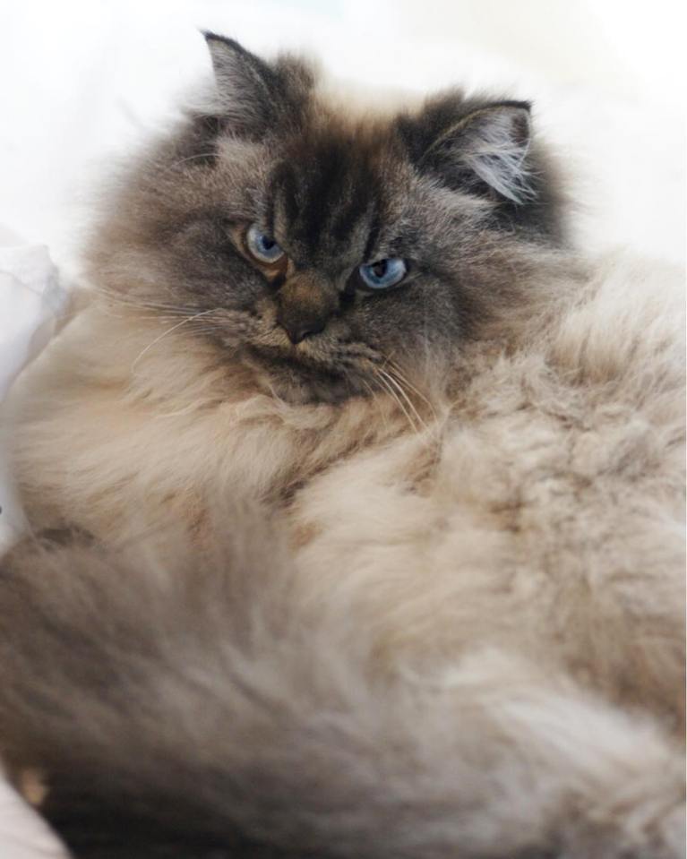 meet-merlin-the-ragdoll-cat-who-looks-always-pissed-off-42