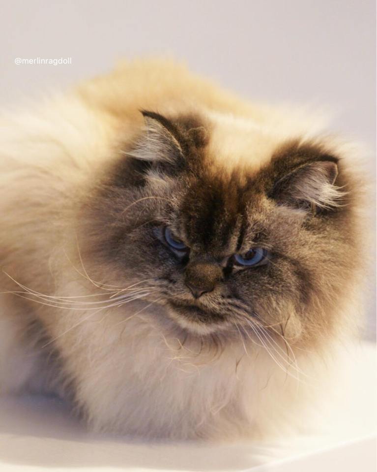 meet-merlin-the-ragdoll-cat-who-looks-always-pissed-off-43