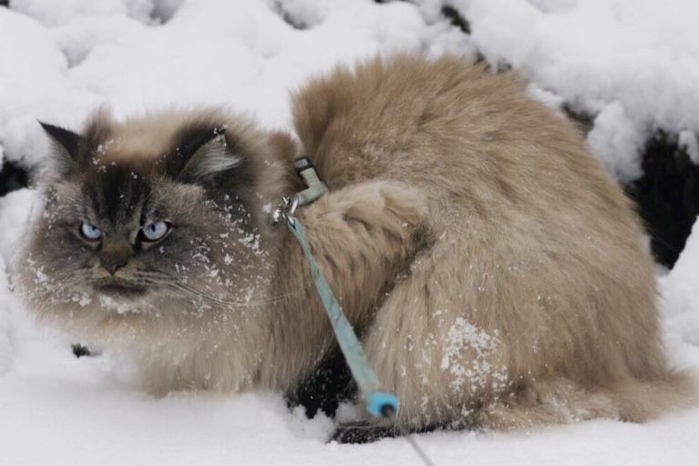 meet-merlin-the-ragdoll-cat-who-looks-always-pissed-off-44