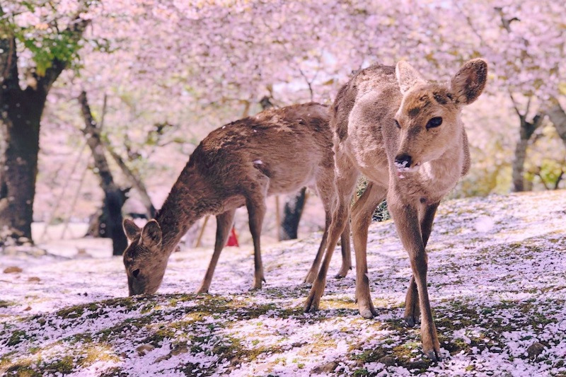 Trip plan for 2021 – cherry blossoms in Honshu, Japan by rail – Travel  Monitor