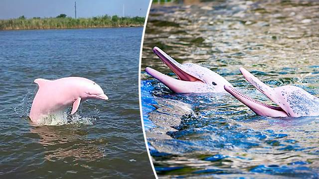VIDEO: A Pink Dolphin Was Spotted In Louisiana!! | 101.1 KRMD
