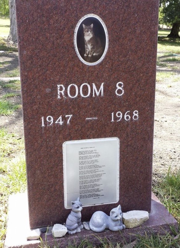 An unforgettable cat named 'Room 8' | LoveCATS World