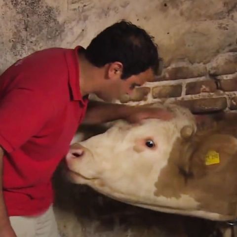Bull Rescue Video — Gut Aiderbichl Animal Sanctuary
