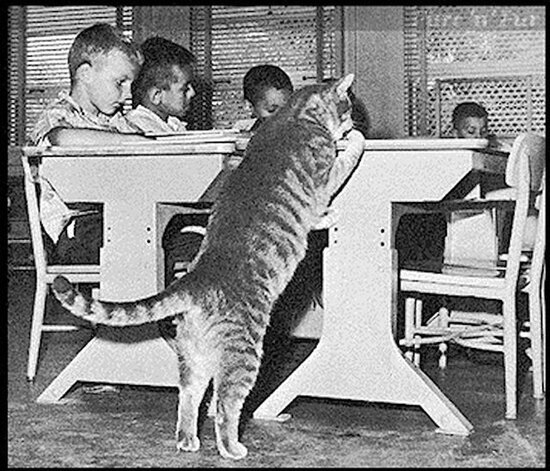  PWB Peeps - Open Thread - Famous Cats, Room 8 