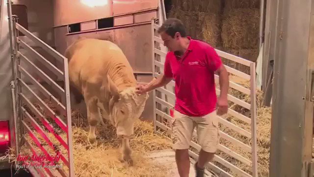 World Animal News on Twitter: "Heartwarming video of Bandit the bull, rescued from slaughter by the Gut Aiderbichl Sanctuary in #Austria. Bandit thanks his rescuer after❤️ https://t.co/rfoZwhGgfV" / Twitter