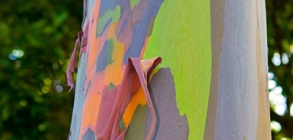 Get To Know The Rainbow Eucalyptus Tree