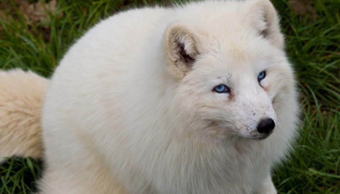 Over 170 white foxes rescued from a Chinese fur farm, find new home at a  Buddhist monastery – i-believe