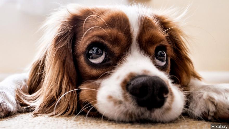 Scientists take a peek behind those sad puppy dog eyes