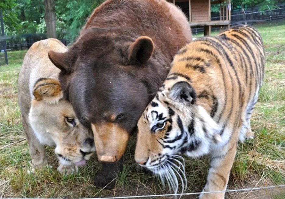 Лъвовете тигрите и мечките имат различни местообитания и в дивата