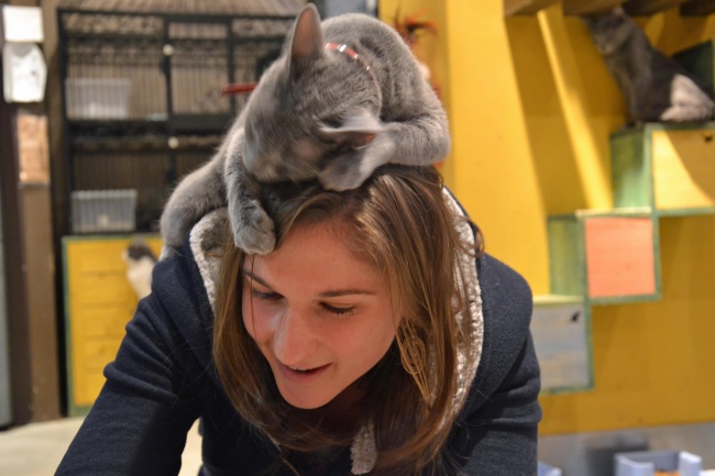 50-cats-who-don-t-know-the-meaning-of-personal-space-01
