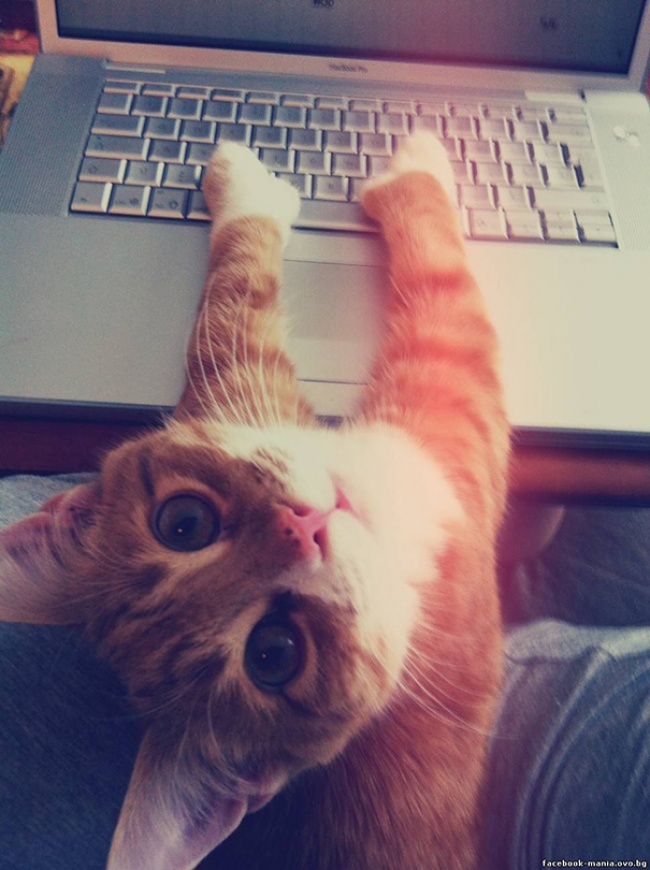 50-cats-who-don-t-know-the-meaning-of-personal-space-02