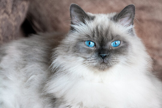 Angora Cat" Images – Browse 13,318 Stock Photos, Vectors, and Video | Adobe Stock