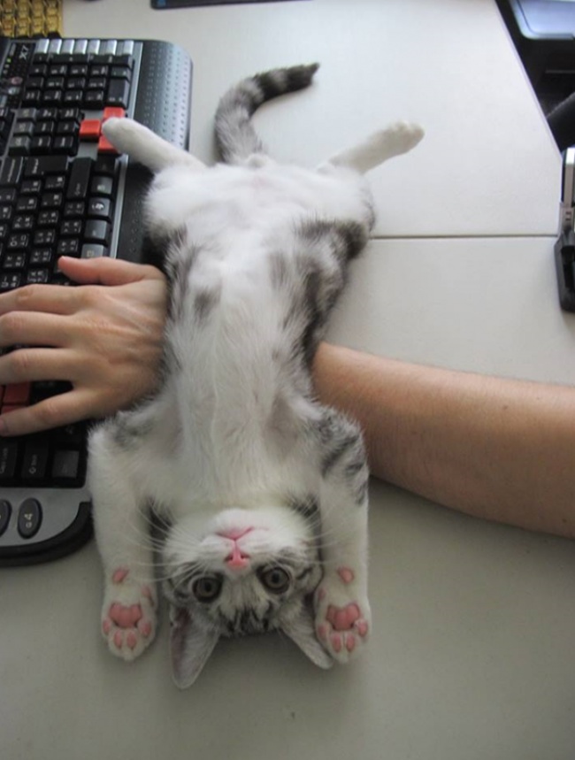 50-cats-who-don-t-know-the-meaning-of-personal-space-02