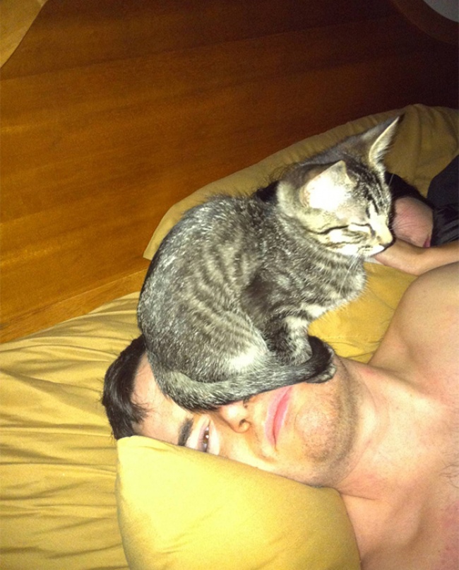 50-cats-who-don-t-know-the-meaning-of-personal-space-03