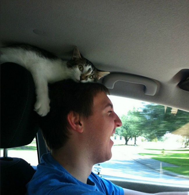 50-cats-who-don-t-know-the-meaning-of-personal-space-07