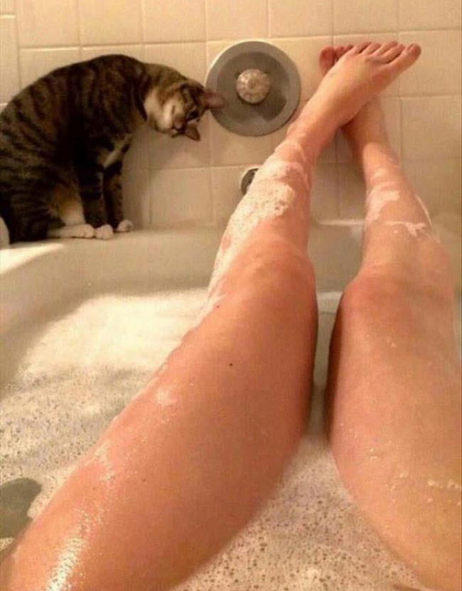 50-cats-who-don-t-know-the-meaning-of-personal-space-08