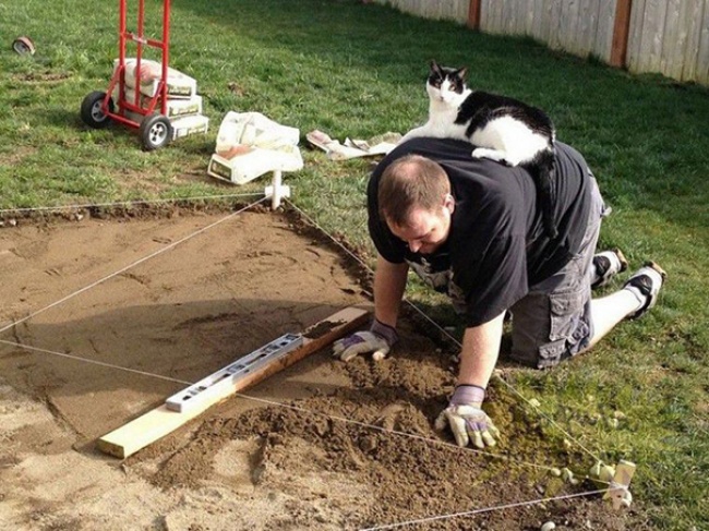 50-cats-who-don-t-know-the-meaning-of-personal-space-09