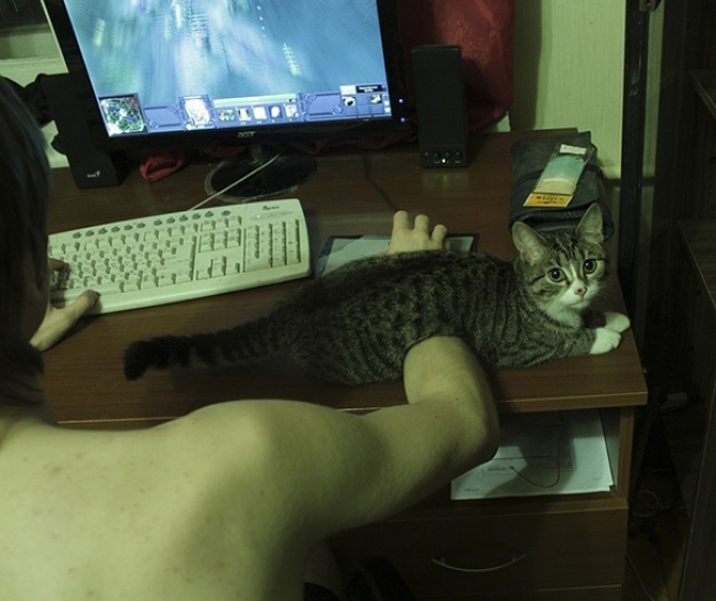 50-cats-who-don-t-know-the-meaning-of-personal-space-11