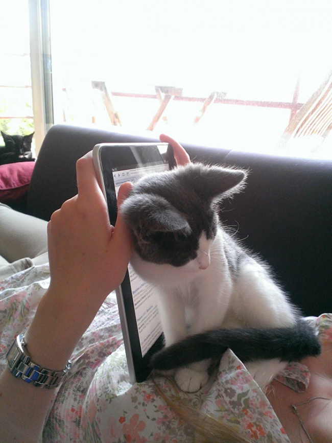 50-cats-who-don-t-know-the-meaning-of-personal-space-12