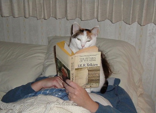 50-cats-who-don-t-know-the-meaning-of-personal-space-13