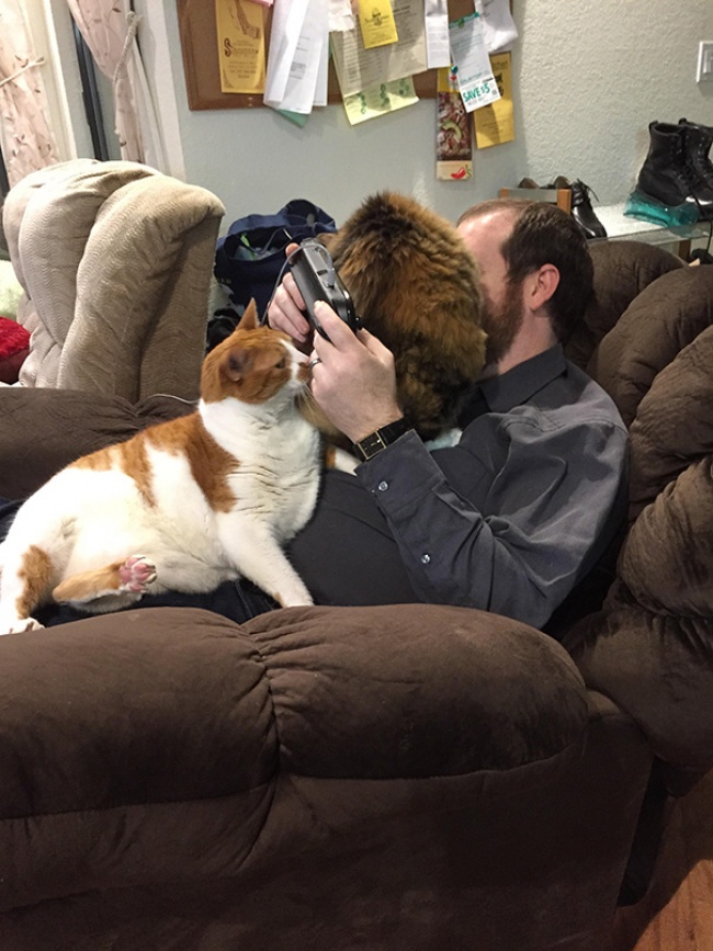 50-cats-who-don-t-know-the-meaning-of-personal-space-14