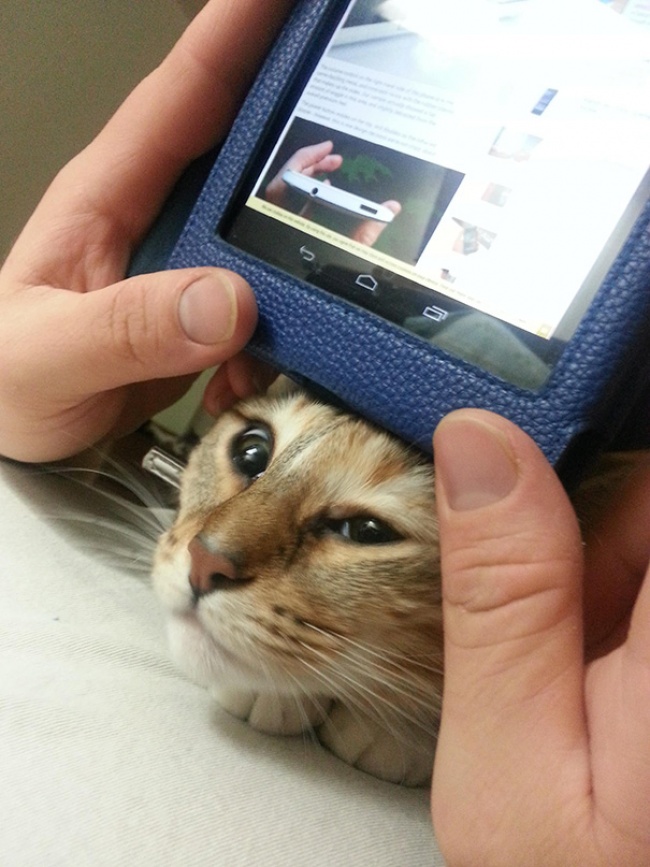 50-cats-who-don-t-know-the-meaning-of-personal-space-15