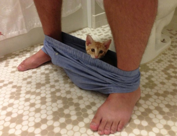 50-cats-who-don-t-know-the-meaning-of-personal-space-17
