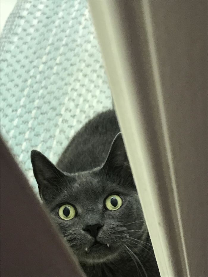 50-cats-who-don-t-know-the-meaning-of-personal-space-18