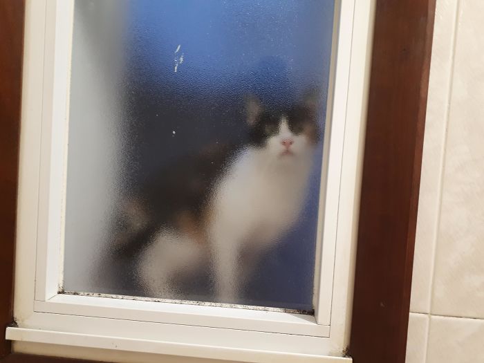 50-cats-who-don-t-know-the-meaning-of-personal-space-19