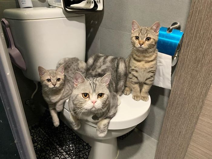 50-cats-who-don-t-know-the-meaning-of-personal-space-20