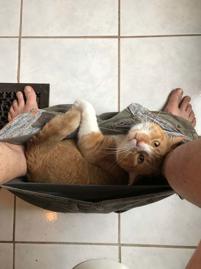 50-cats-who-don-t-know-the-meaning-of-personal-space-21