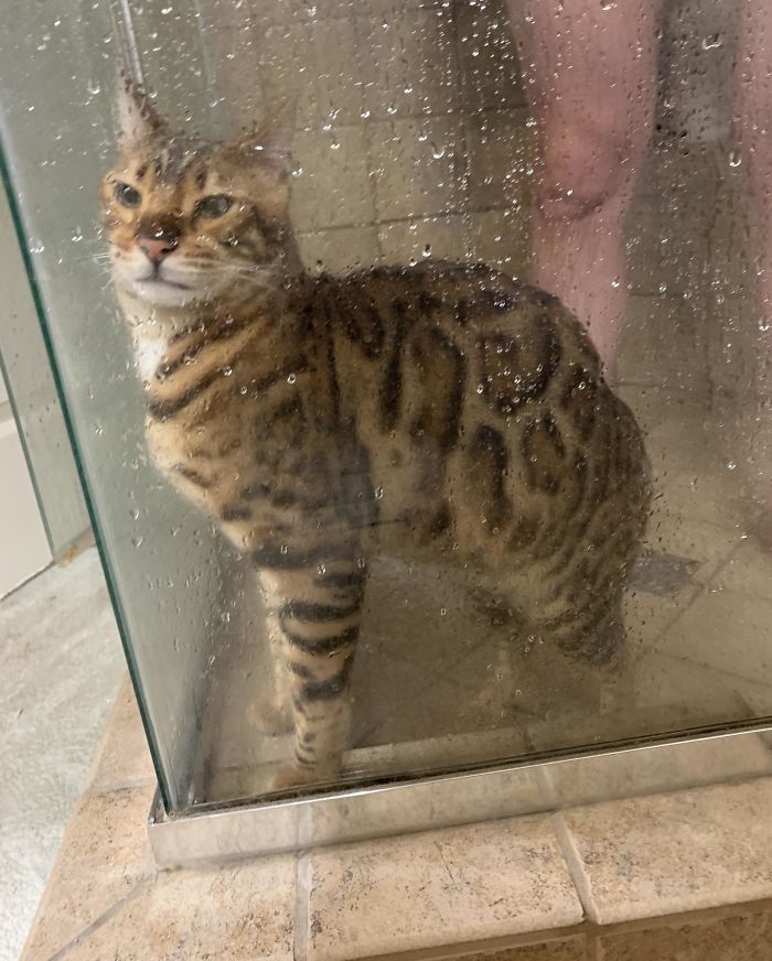 50-cats-who-don-t-know-the-meaning-of-personal-space-22