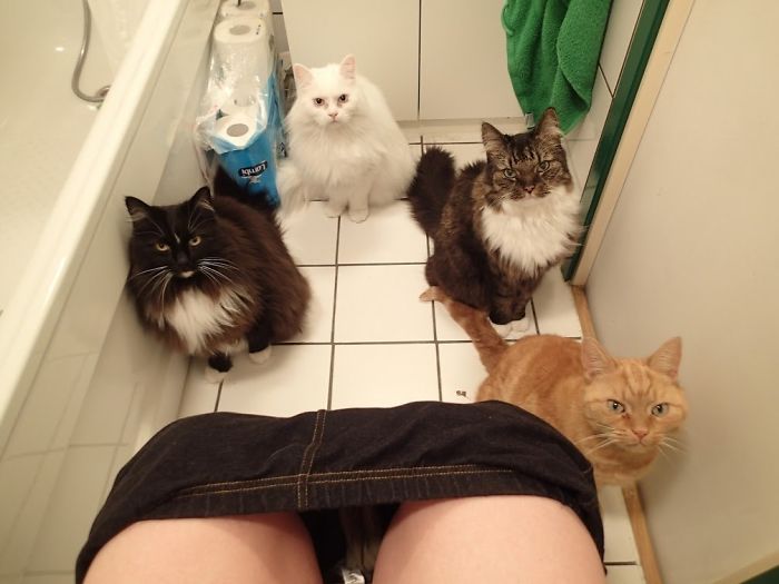 50-cats-who-don-t-know-the-meaning-of-personal-space-23