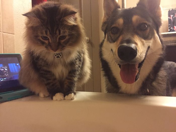 50-cats-who-don-t-know-the-meaning-of-personal-space-26