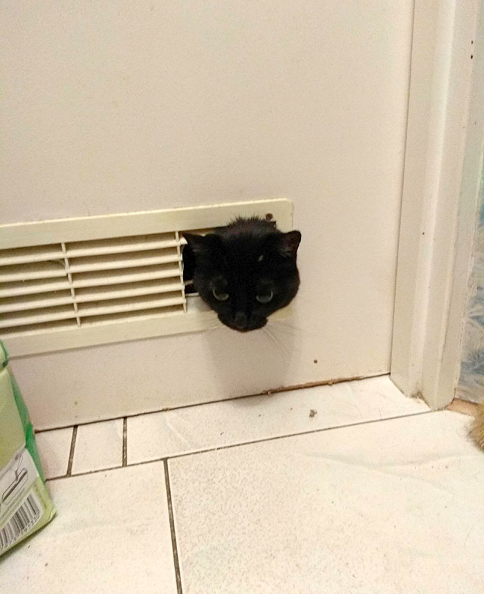 50-cats-who-don-t-know-the-meaning-of-personal-space-27