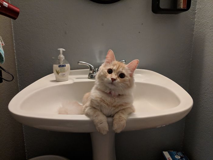 50-cats-who-don-t-know-the-meaning-of-personal-space-29
