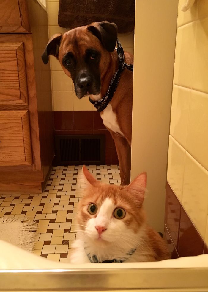50-cats-who-don-t-know-the-meaning-of-personal-space-30