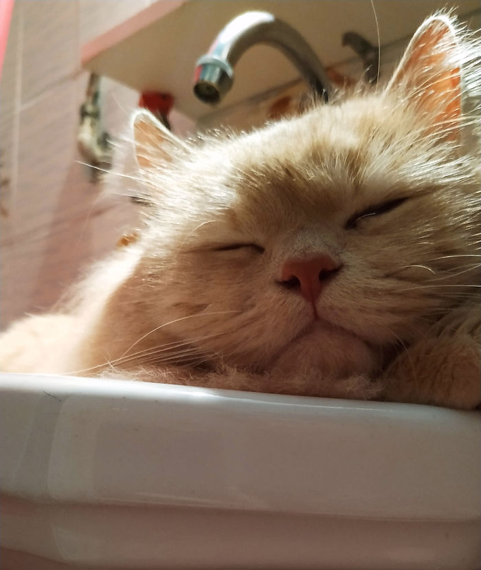 50-cats-who-don-t-know-the-meaning-of-personal-space-31